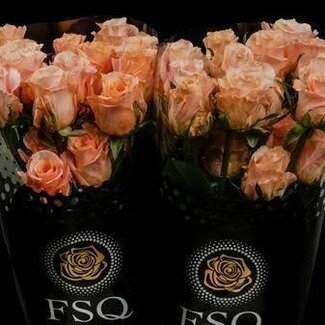 Freshy Großblütige Rose “Shimmer” | Farbe: Rosa | Länge ± 70 centimeter | Herkunft Ecuador | Pro 20 frische Blumen