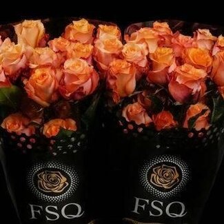 Freshy Grootbloemige Roos “Twilight” | Kleur: Oranje | Lengte ± 60 centimeter | Herkomst Ecuador | Per 20 verse bloemen