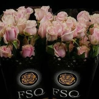 Freshy Grootbloemige Roos “Rosita Vendela” | Kleur: Roze | Lengte ± 50 centimeter | Herkomst Ecuador | Per 20 verse bloemen