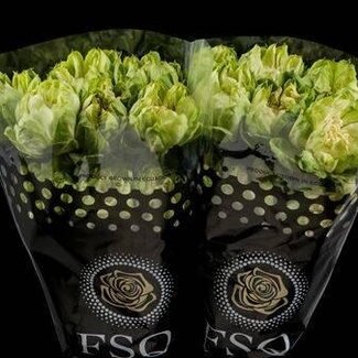 Freshy Grootbloemige Roos “Veggie” | Kleur: Geel Groen | Lengte ± 60 centimeter | Herkomst Ecuador | Per 25 verse bloemen