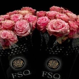 Freshy Grootbloemige Roos “Wild Esperance” | Kleur: Roze | Lengte ± 50 centimeter | Herkomst Ecuador | Per 20 verse bloemen
