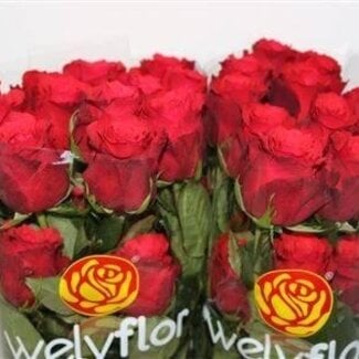 Freshy Roos Altamira