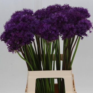 Freshy Allium Afl Purper Se