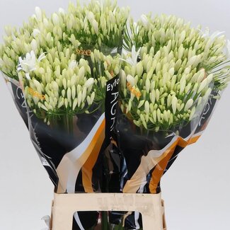 Freshy Agapanthus Bianca Perla Eijco