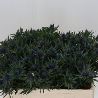 Freshy Eryngium Aquarius Qstar