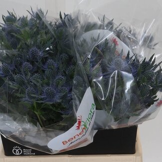 Freshy Eryngium Mag Blue Lagoon