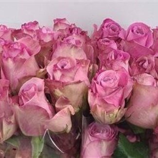 Freshy Roos Queens Crown