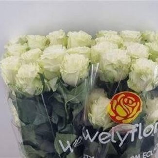 Freshy Roos Cotton Xpression