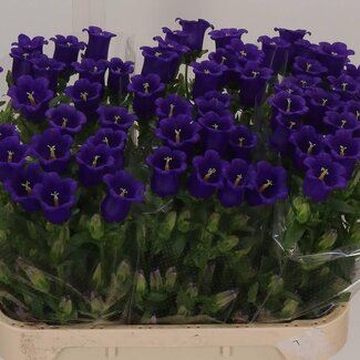 Freshy Campanula M Champion Blue