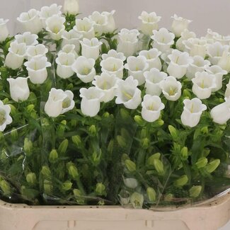 Freshy Campanula M Champion White