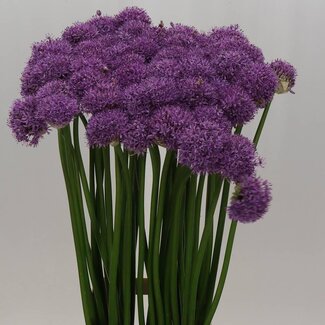 Freshy Allium Gladiator