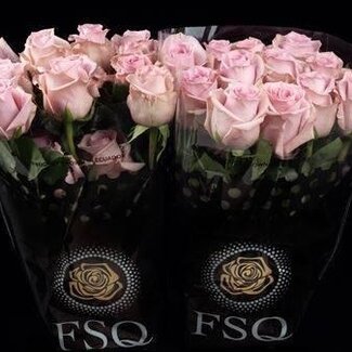 Freshy R Eq Fair Lady