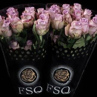 Freshy R Eq Mignon