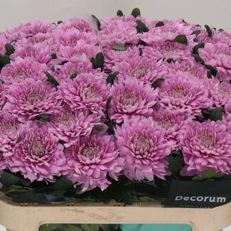 Freshy Chrysant deco Kalimba