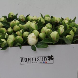 Freshy Paeonia L Bridal Shower