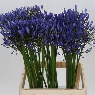 Freshy Agapanthus Uri