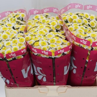 Freshy Chrysant santini Sun Up