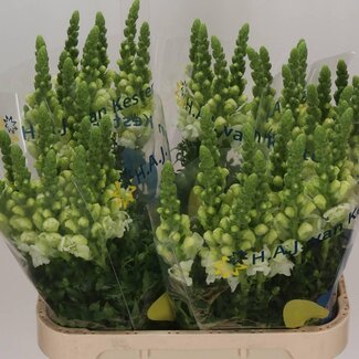 Freshy Antirrhinum Cool White