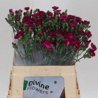 Freshy Trosanjer Enkelbloemig Hollands Lilliput Forever