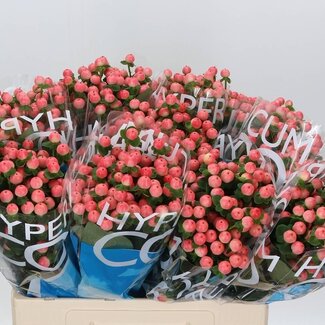 Freshy Hypericum Coco Tiamo