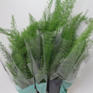 Freshy Asparagus Dens Myers