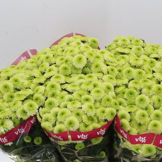 Freshy Chrysantheme Chrysant Santini “Bumper” | Farbe: Grün | Länge ± 55 centimeter | Pro 25 Stielen frische Blumen