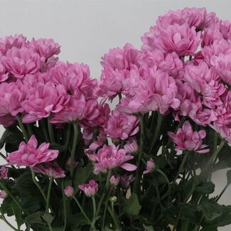 Freshy Traubenchrysantheme Chrysanthemum “Resq” | Farbe: Lila Rosa | Länge ± 70 Zentimeter | Pro 10 Stiele frische Blumen