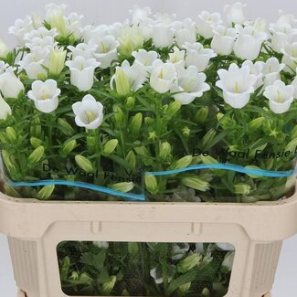 Freshy Campanula Medium “Champion White” | Colour: White | Length ± 70 centimetre | Per 10 stems fresh flowers