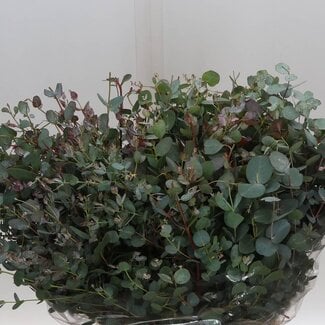 Freshy Eucalyptus Gunnii 150gr Short A2!!! (p. bos)