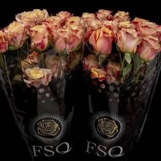 Freshy R Eq Wild Crown
