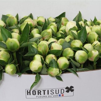 Freshy Paeonia L Bridal Shower 60cm