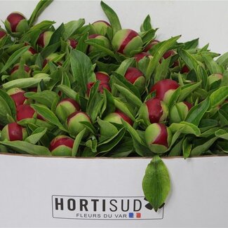 Freshy Paeonia L Diana Park 60cm