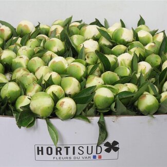 Freshy Paeonia L Duchesse 50cm