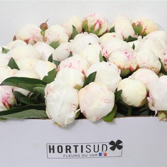 Freshy Paeonia L Mary E Nicholls 60cm