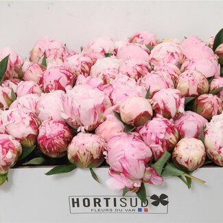 Freshy Paeonia Peony L “Sarah Bernhardt” | Colour: Purple | Length ± 50 centimetre | Per 20 fresh flowers
