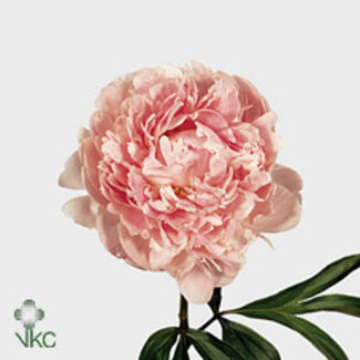 Freshy Paeonia L Sarah Bernhardt 60cm