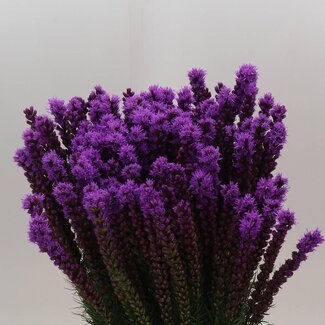 Freshy Liatris Callilepis