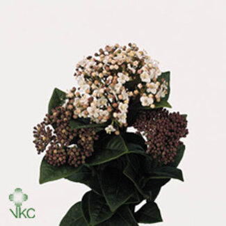 Freshy Viburnum Staalbes “Red” | Couleur: Blanc | Longueur ± 50 centimeter | 250 gram par bouquet | Par 5 bouquets