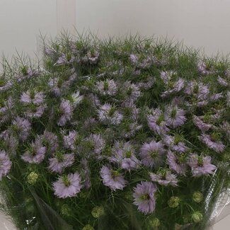 Freshy Nigella D Baby Pink