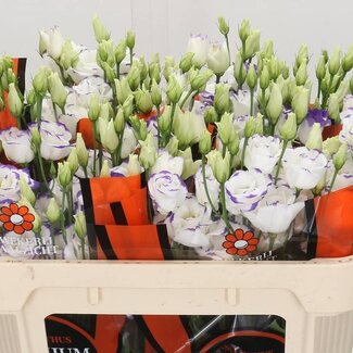 Freshy Eustoma Gevuld Excal Blue Picotee
