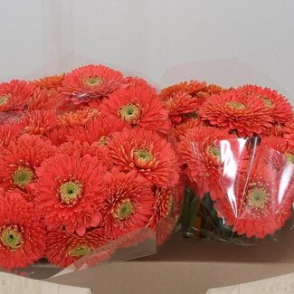 Freshy Germini Aqua Pom “Plutopluto” | Farbe: Orange | Länge ± 50 centimeter | Pro 20 frische Blumen