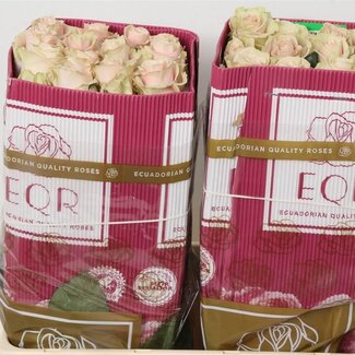 Freshy Großblütige Rose “Pink Mondial” | Farbe: Rosa | Länge ± 50 centimeter | Herkunft Ecuador | Pro 25 frische Blumen