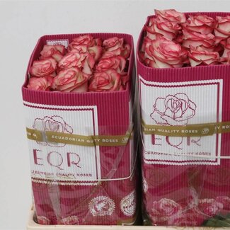 Freshy Rose à grandes fleurs "Paloma" | Couleur: Rose | Longueur ± 50 centimeter | Origine Ecuador | Par 25 fleurs fraîches