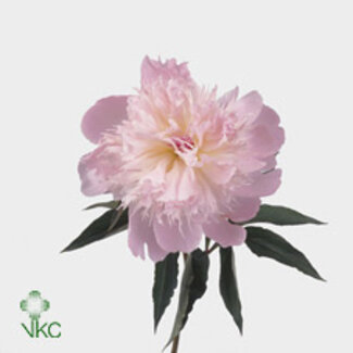 Freshy Paeonia L Alertie Bio