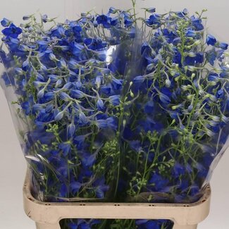 Freshy Delphinium En Volkerfried