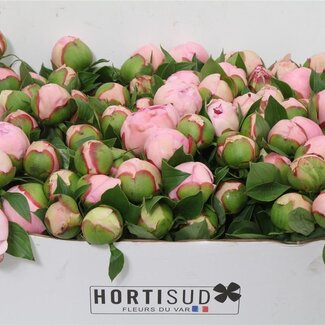 Freshy Paeonia L Angel Cheeks 50cm