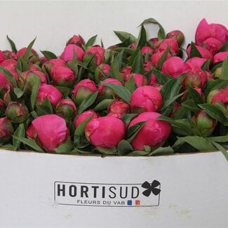 Freshy Paeonia L Pink Noemie 70cm