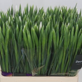 Freshy Iris Casablanca