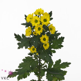 Freshy Chrysanthème Chrysanthème Santini “Rossi Sunny” | Couleur: Jaune | Longueur ± 55 centimeter | Par 25 tiges de fleurs fraîches