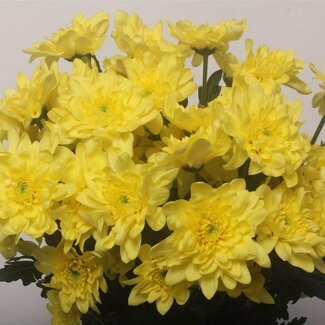 Freshy Spray chrysanthemum Chrysanthemum “Pina Colada Yellow” | Colour: Yellow | Length ± 70 centimetre | Per 10 stems fresh flowers